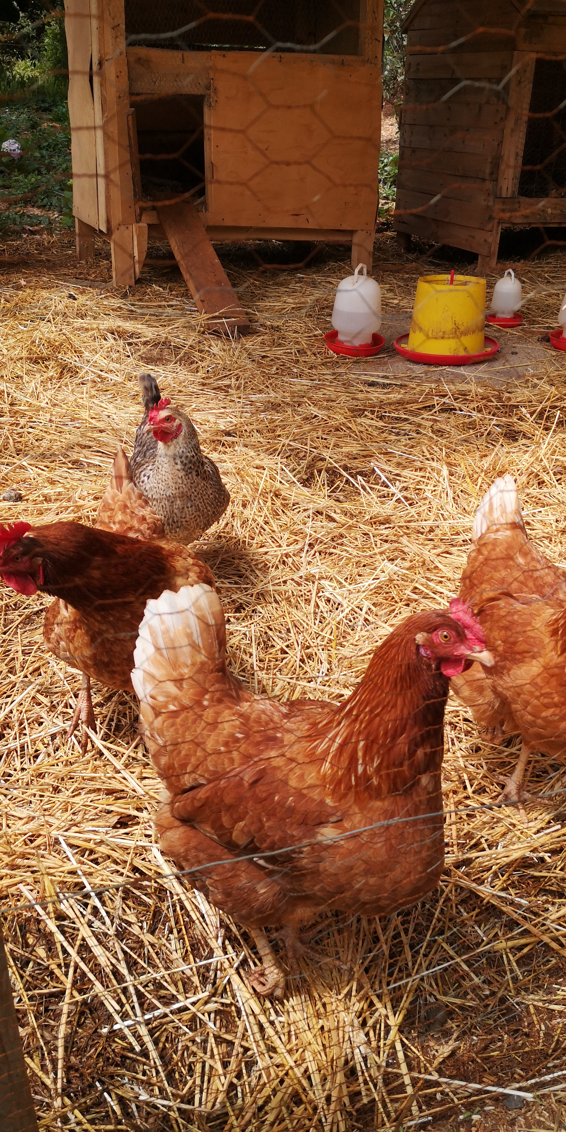 Chickens in the garden at Pond Cottage Tigoni