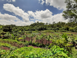 Mlango Farm near Pond Cottage Tigoni, Kenya