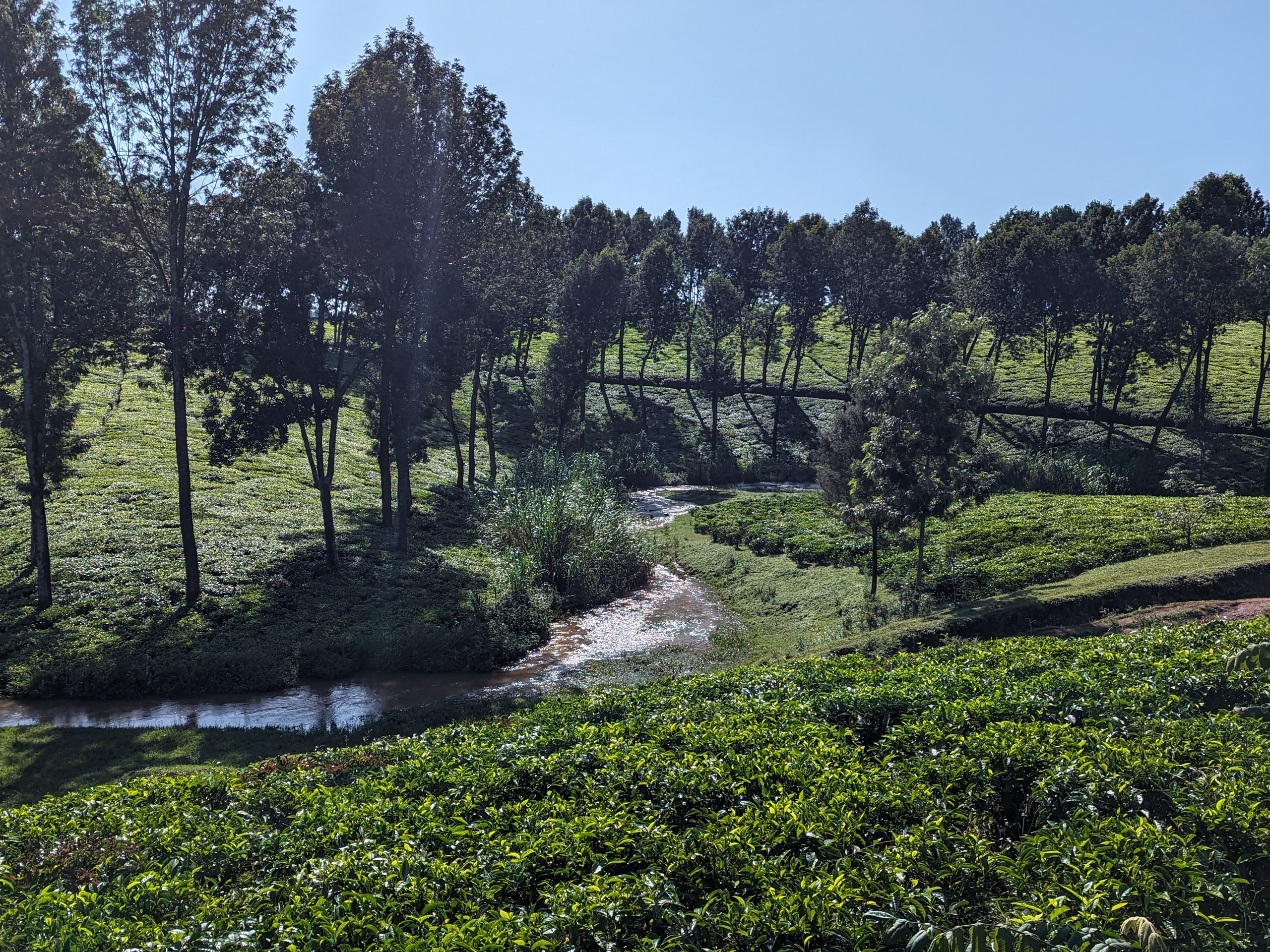 tea fields near Tigoni, Kenya