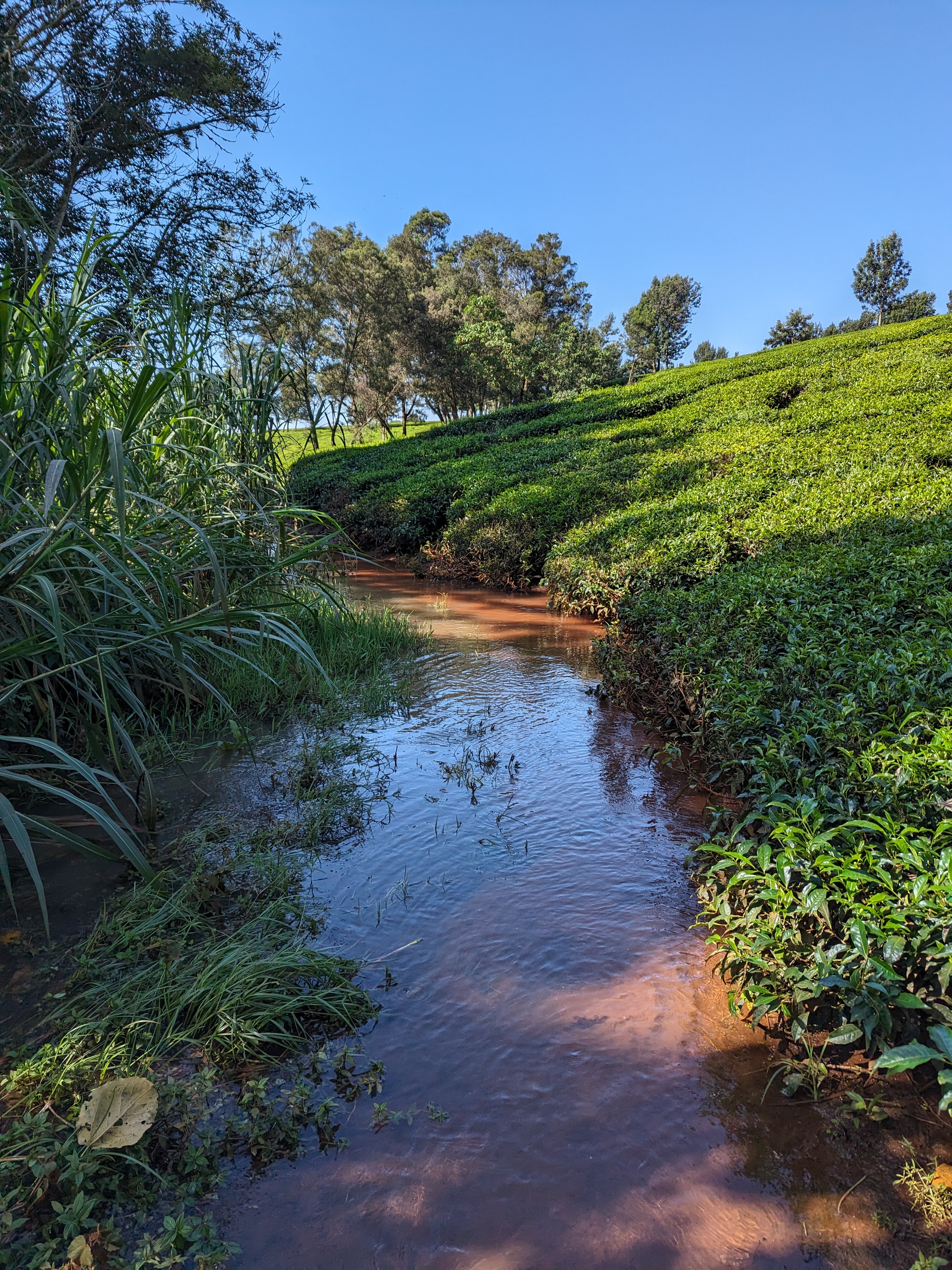 tea fields near Tigoni, Kenya