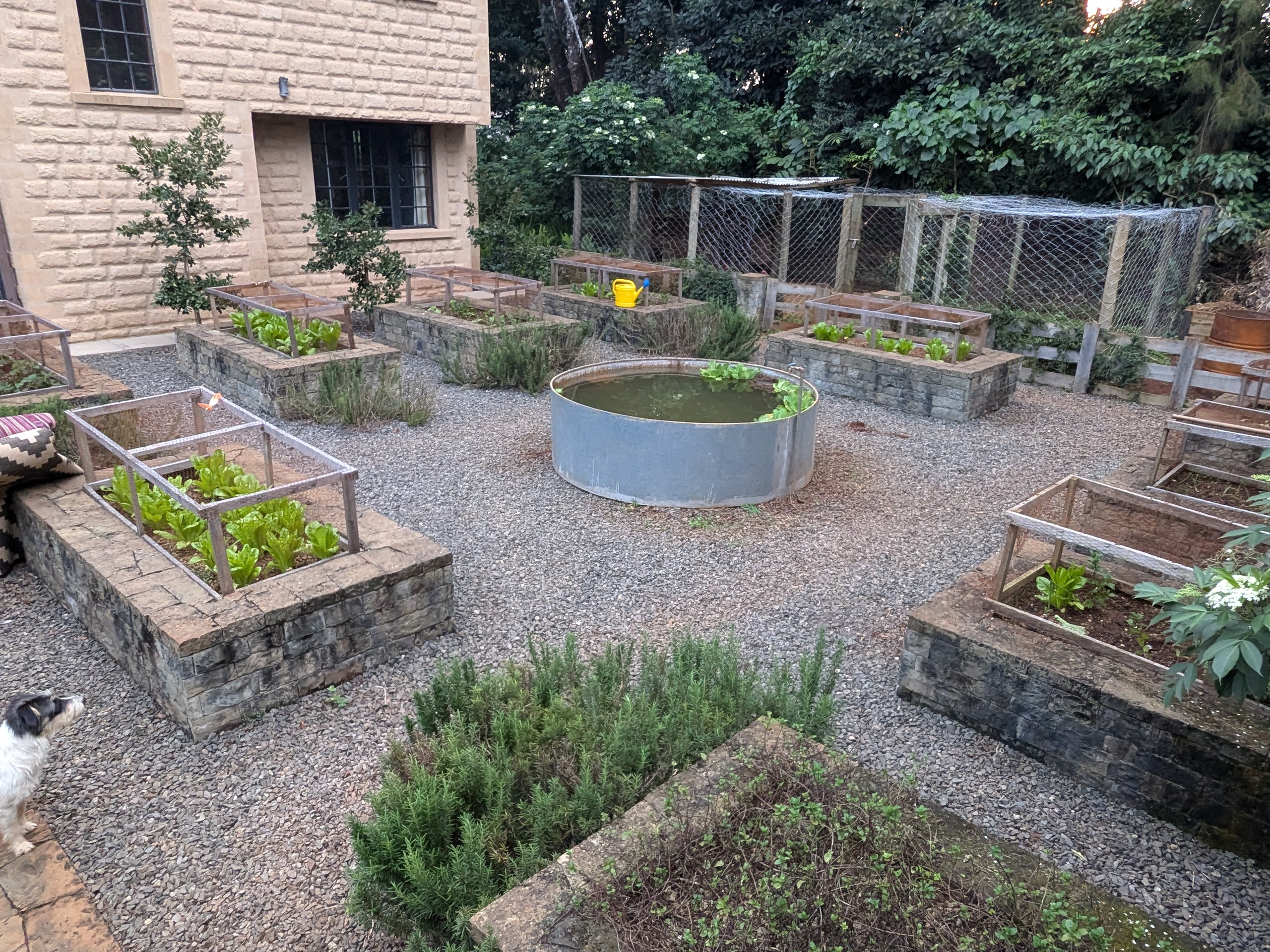 Vegetable garden at Pond Cottage Tigoni