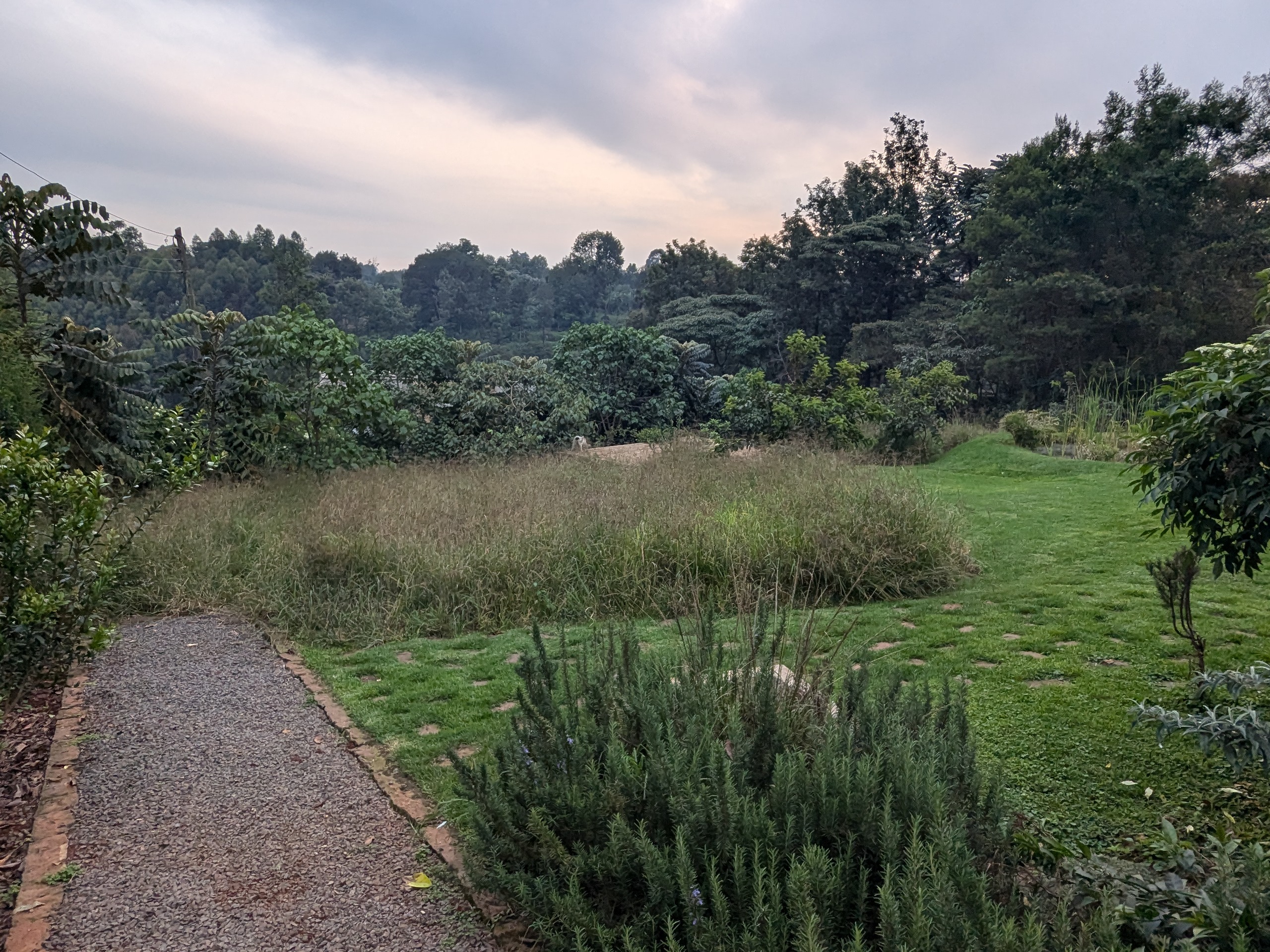garden at Pond Cottage Tigoni