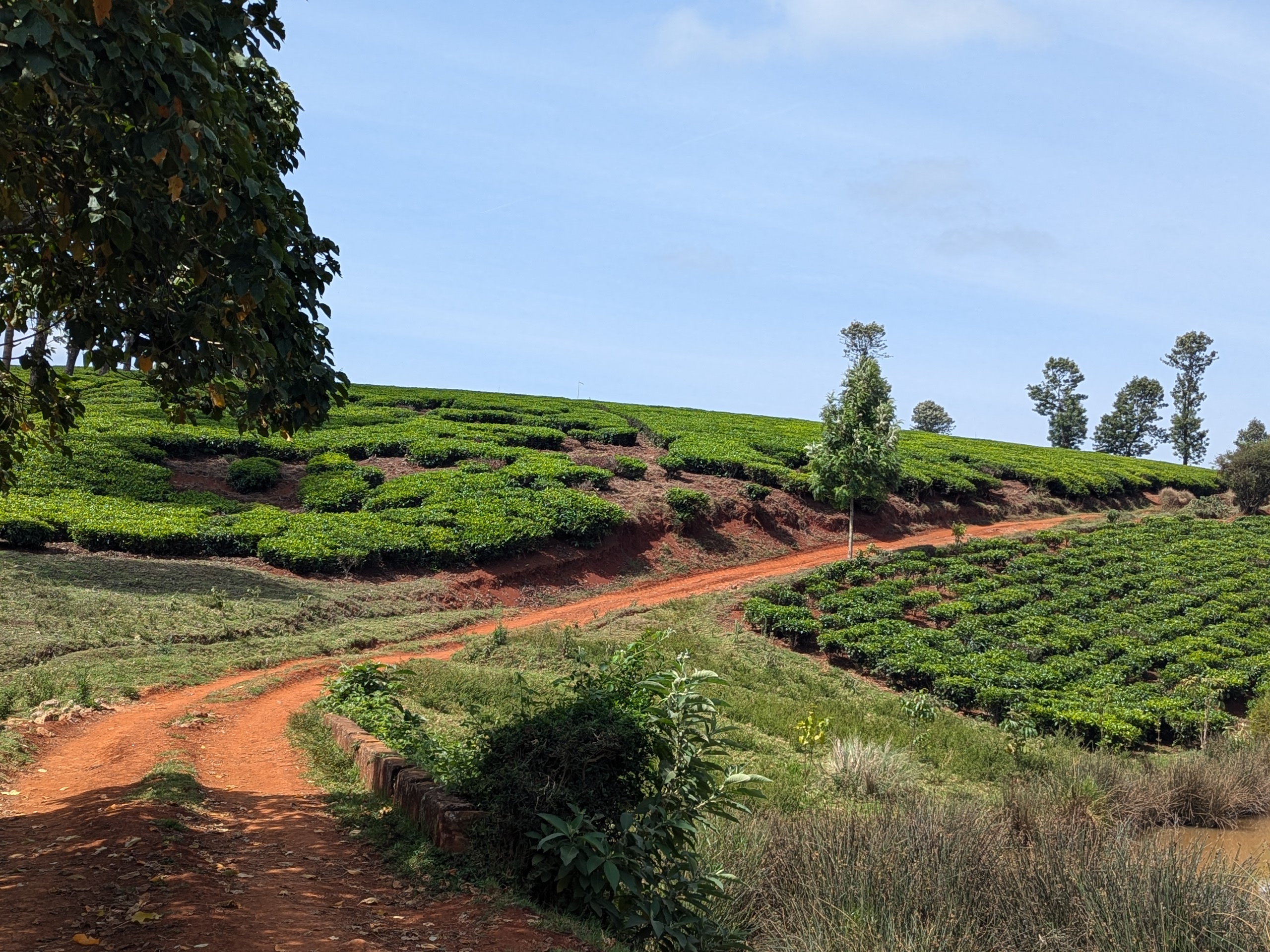tea fields near Tigoni, Kenya