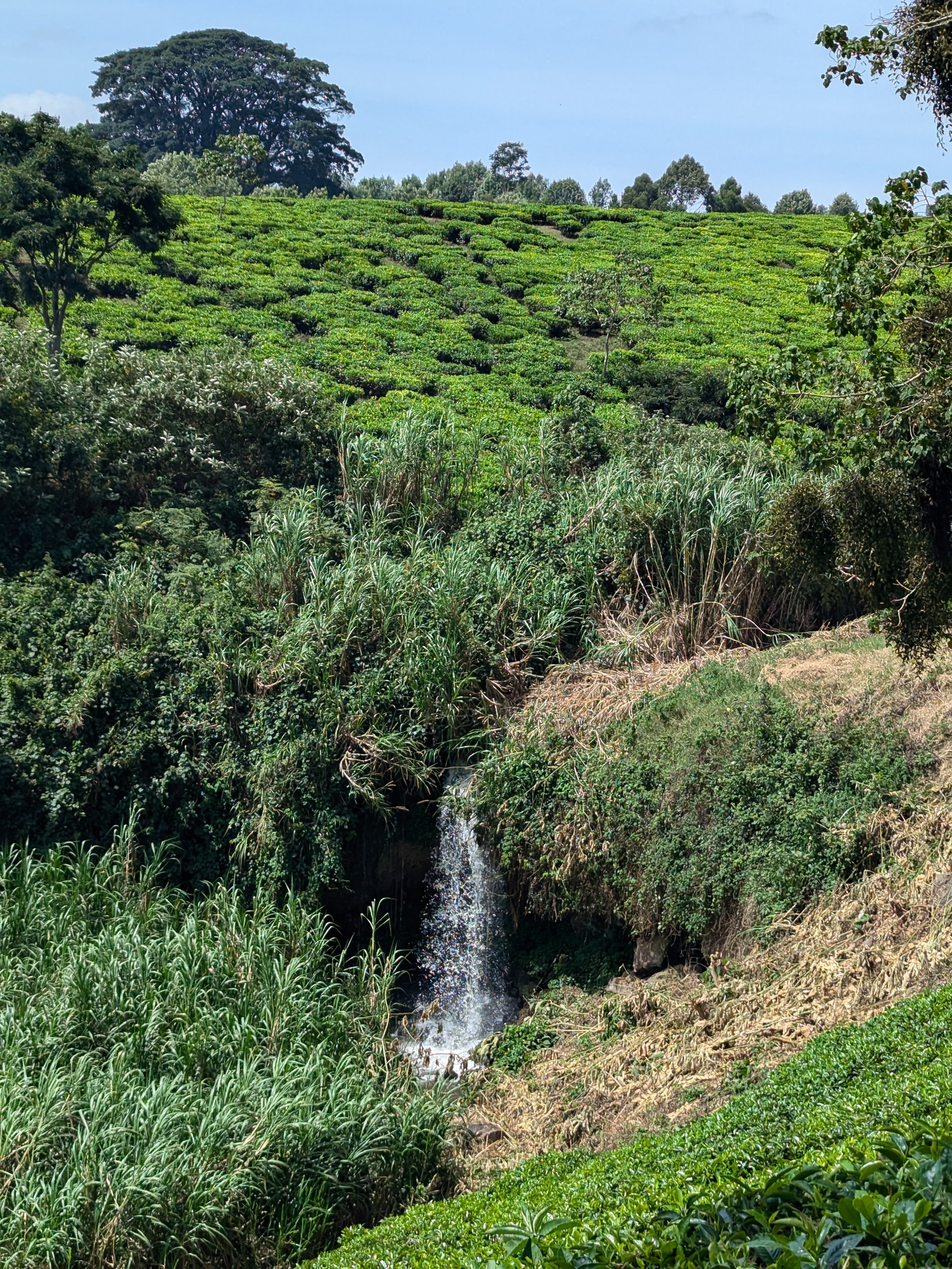 tea fields near Tigoni, Kenya
