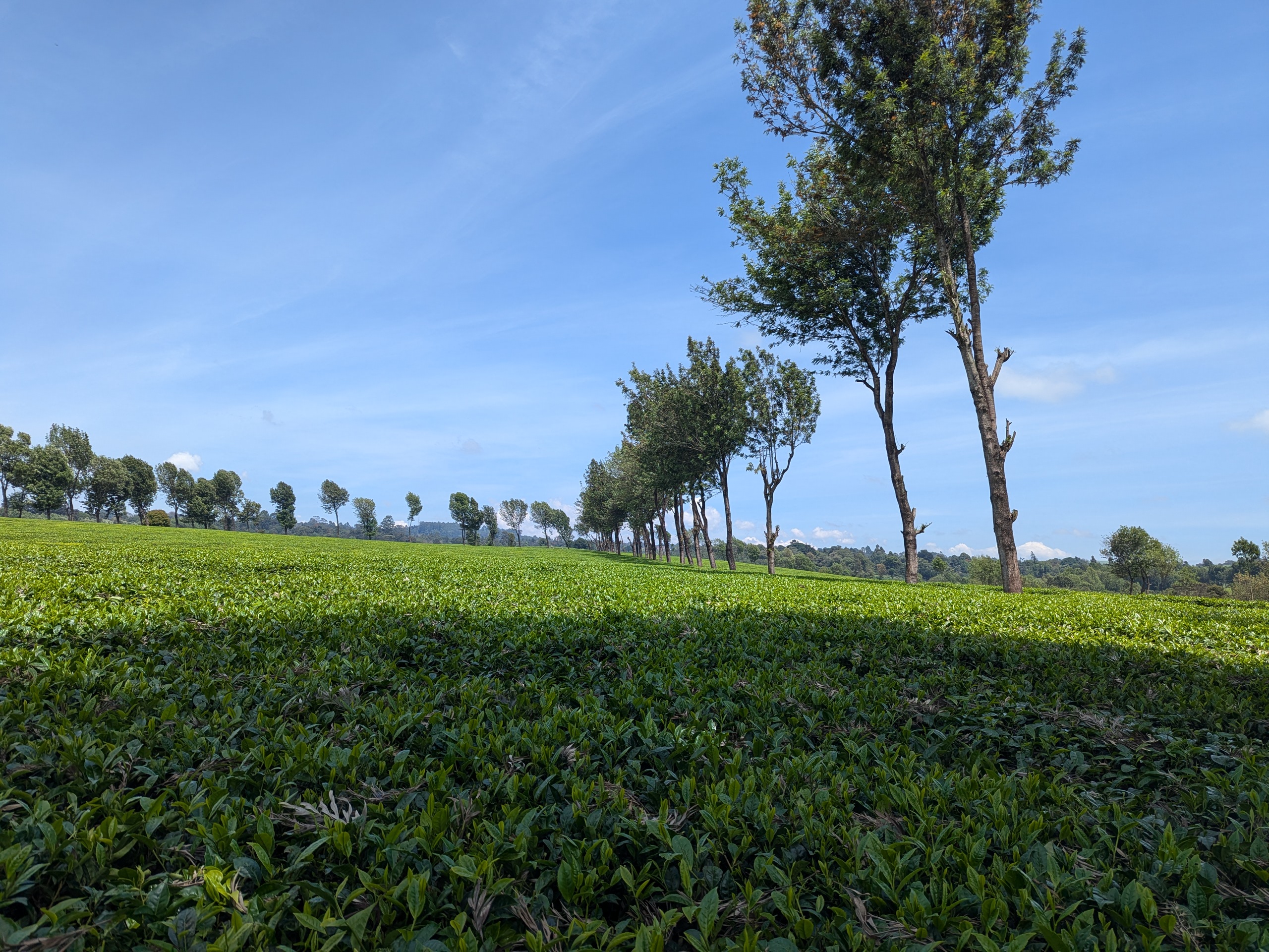 tea fields near Tigoni, Kenya