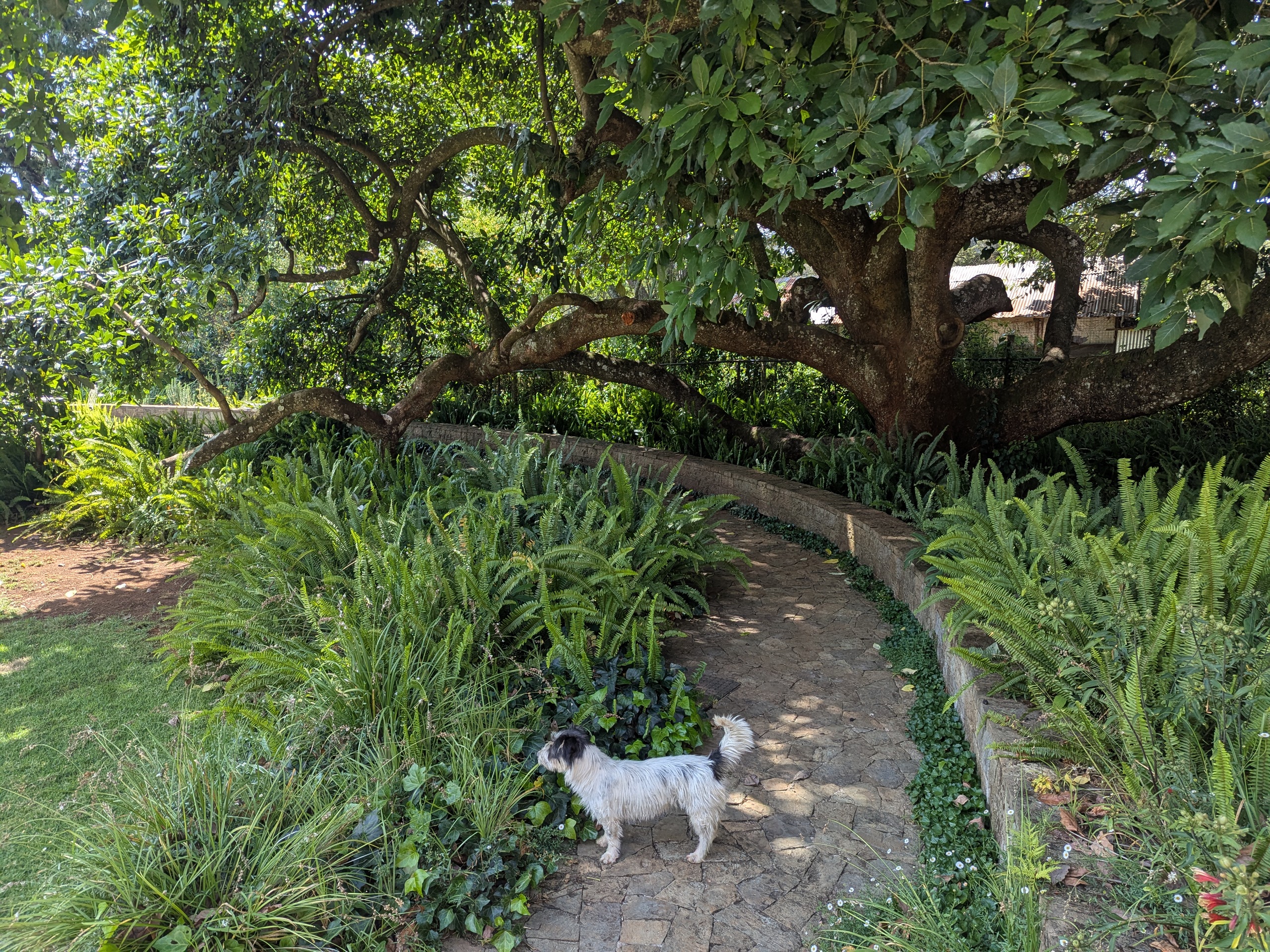 garden at Pond Cottage Tigoni