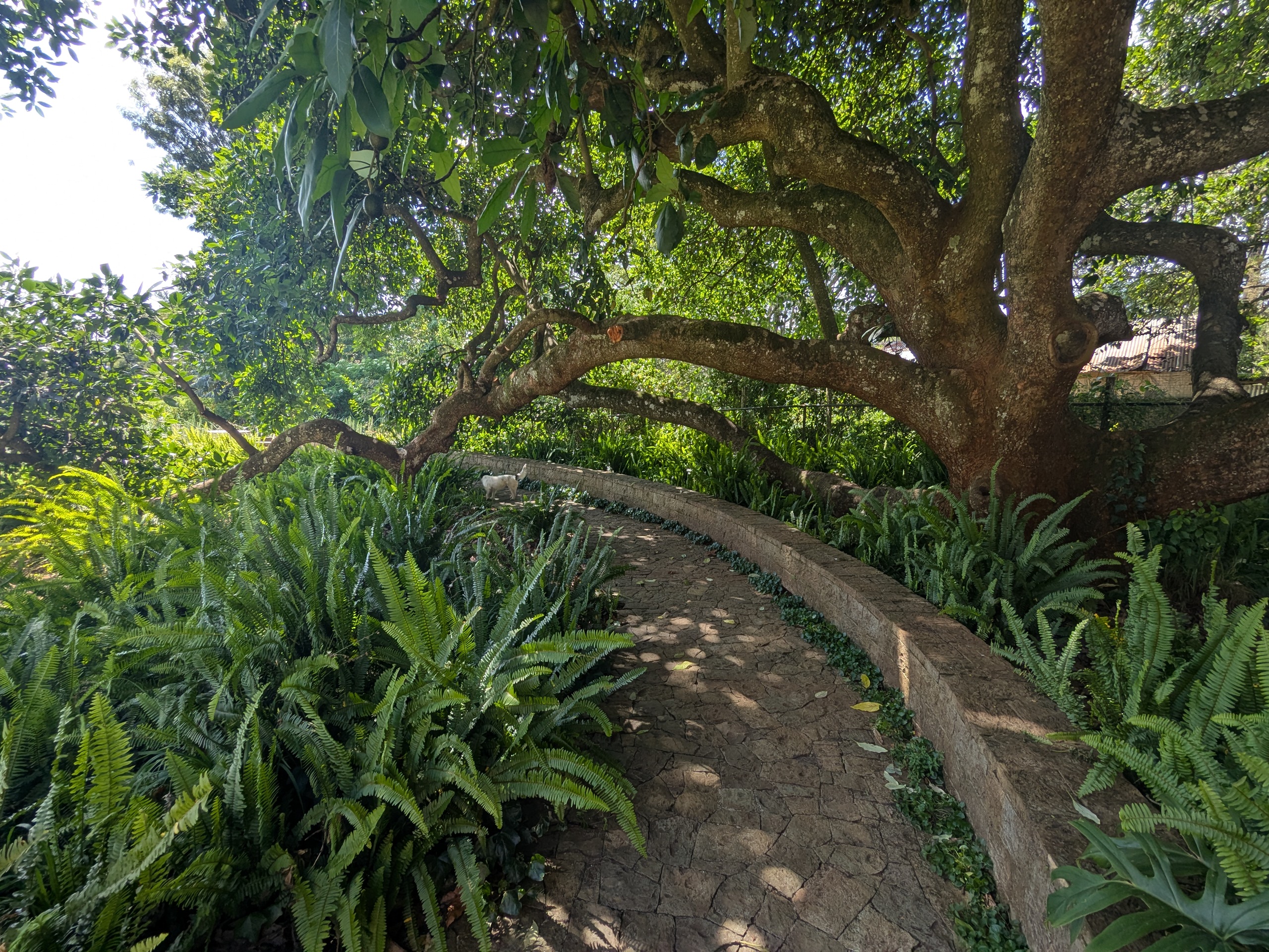 garden at Pond Cottage Tigoni