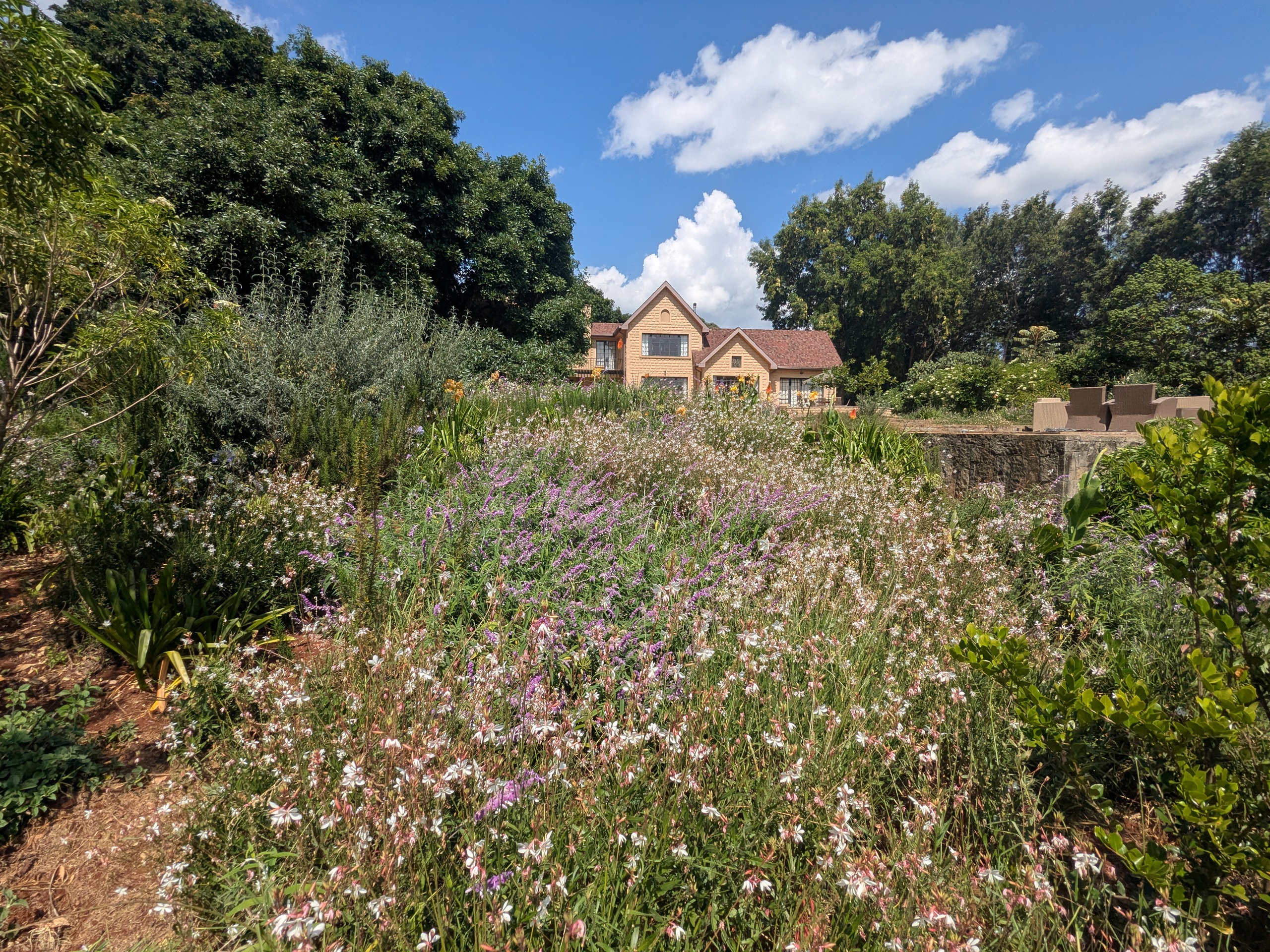garden at Pond Cottage Tigoni