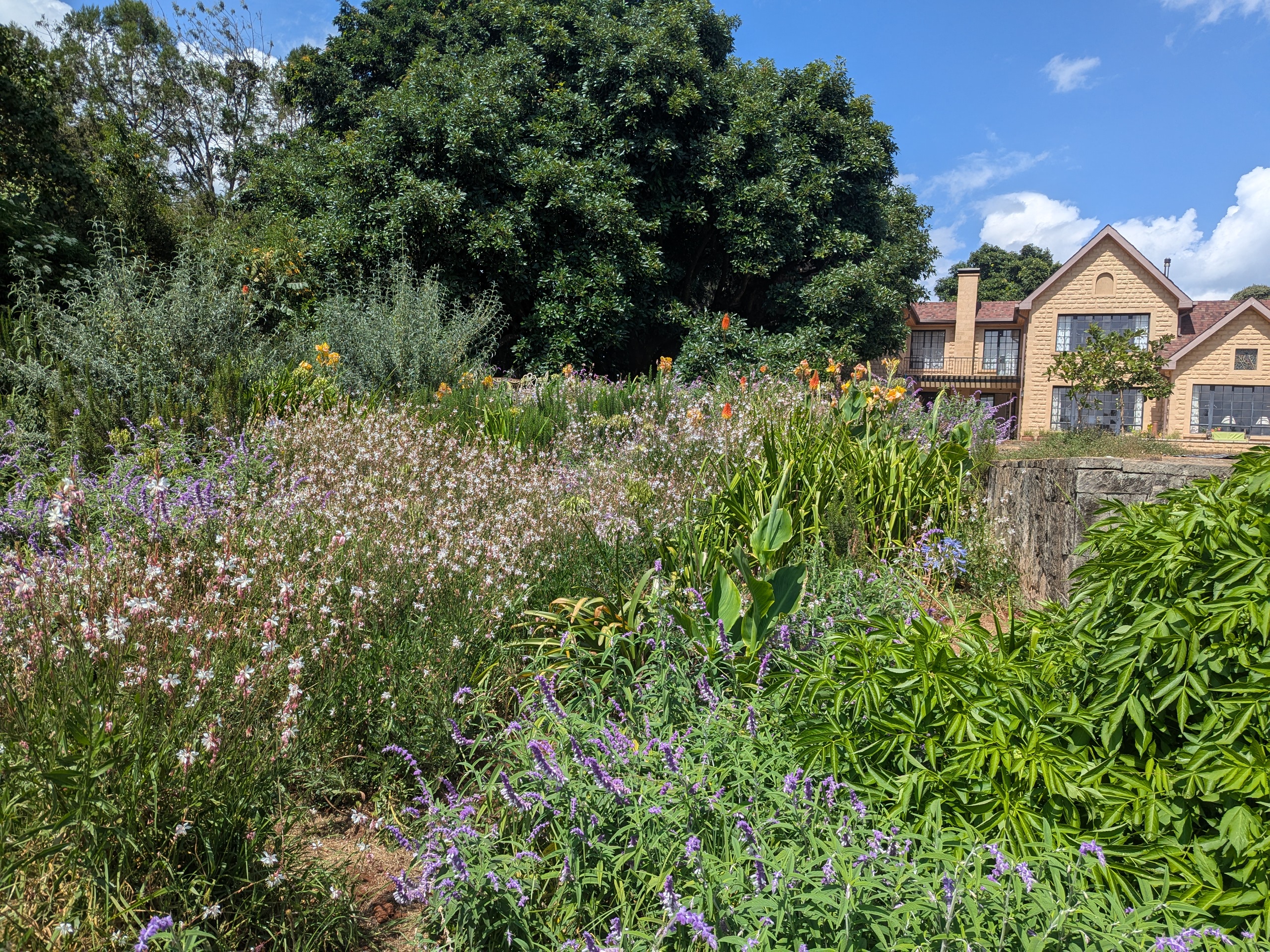 garden at Pond Cottage Tigoni