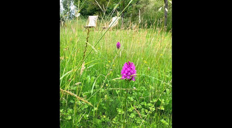 Wild orchids growing in the garden
