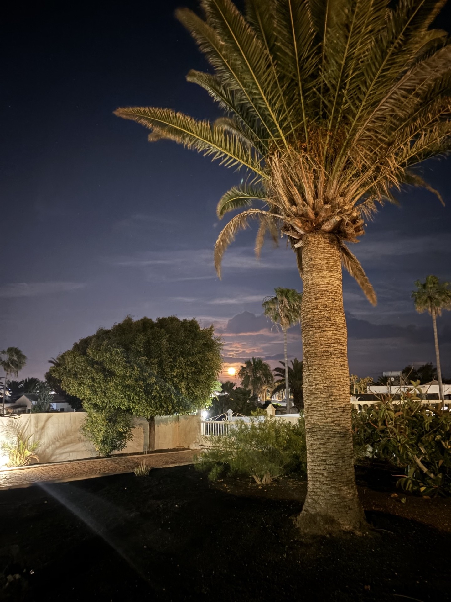 Garden by moonlight