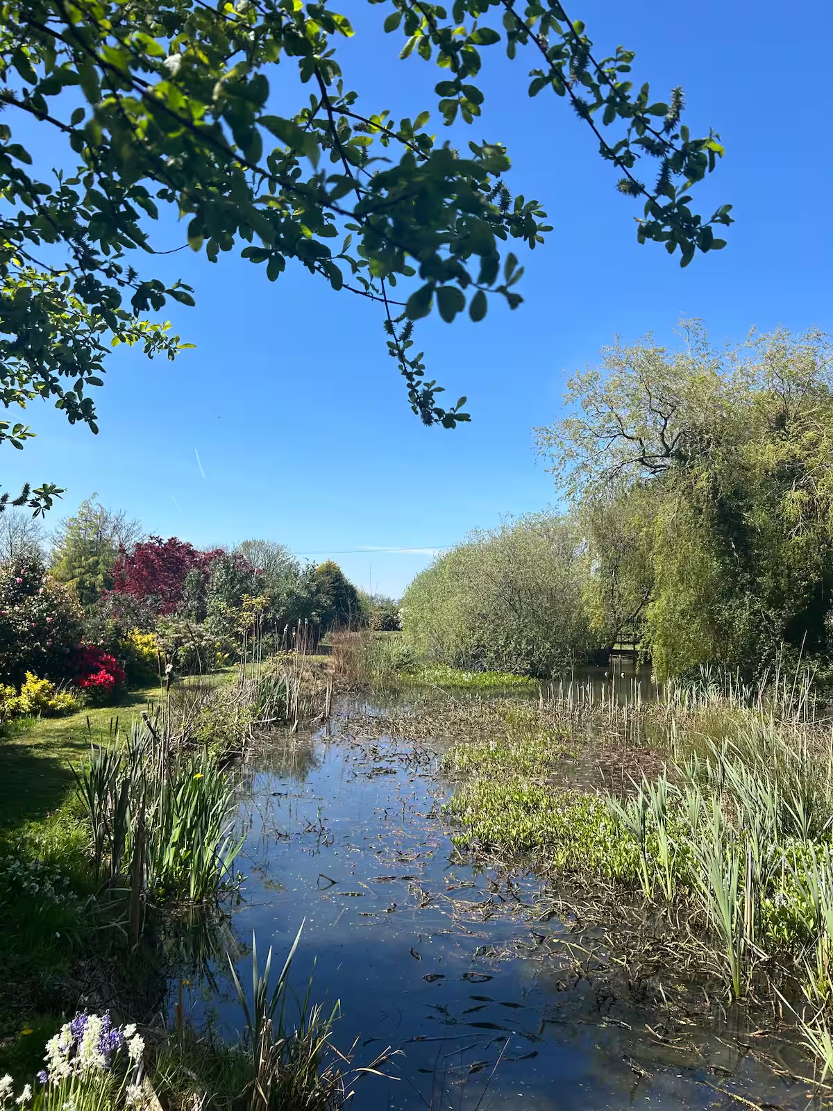 Our pond garden (just up the lane)