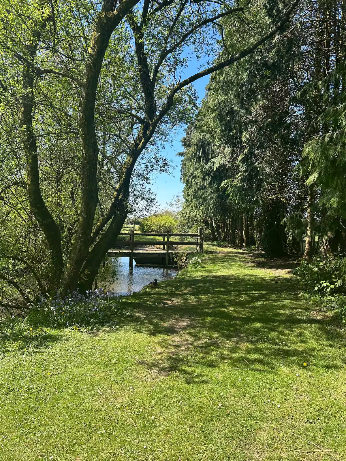 Our pond garden (just up the lane) 