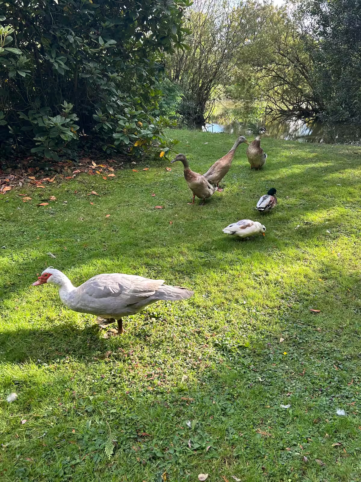 Our Duckies can be found in the pond garden