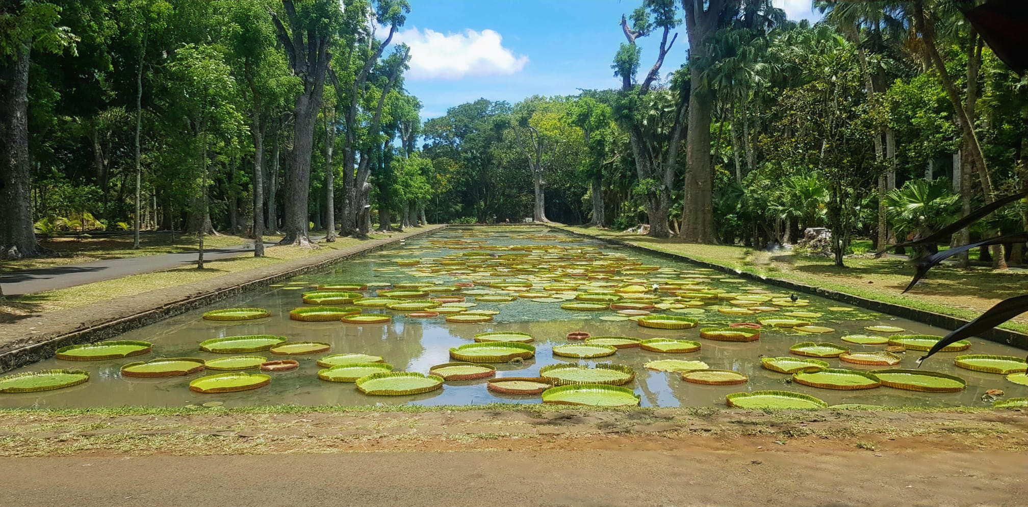 Discover the beauty of the Botanical garden