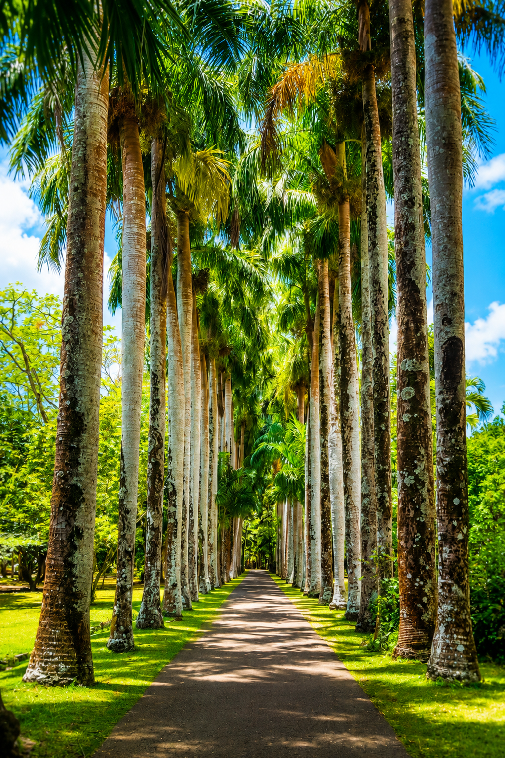 A tranquil stroll beneath towering palms