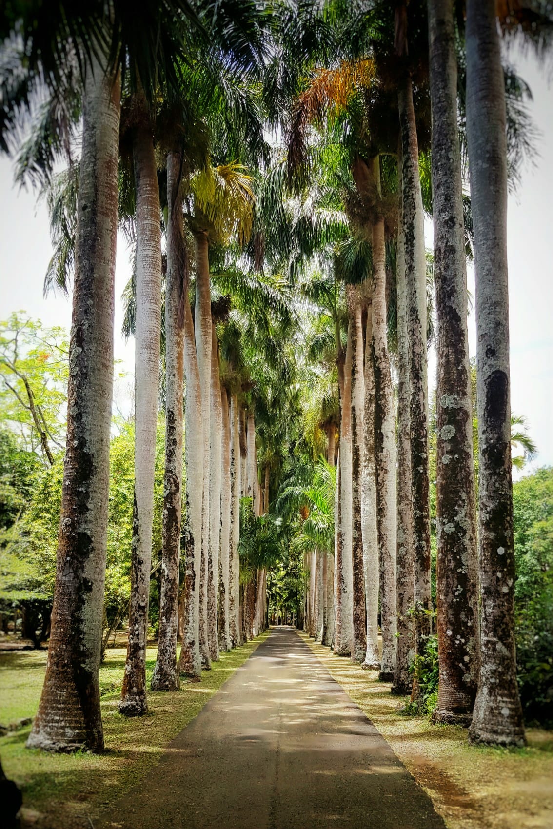 A tranquil stroll beneath towering palms