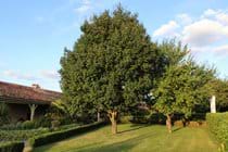 Orchard