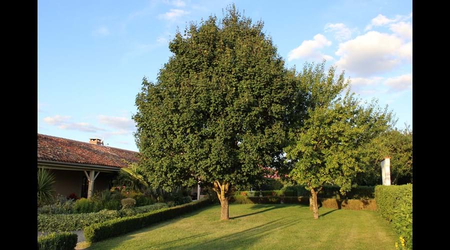 Orchard