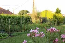 Vegetable Garden