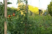 Vegetable Garden