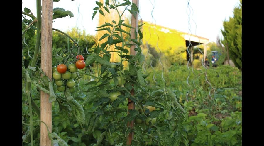 Vegetable Garden