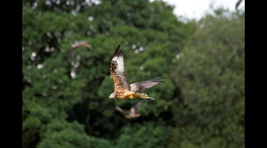 Red Kite not to far away- P Davidson