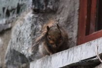 Cheeky Squirrel sheltering from rain