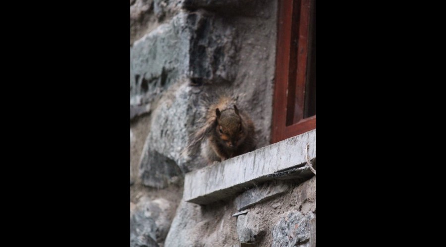 Cheeky Squirrel sheltering from rain