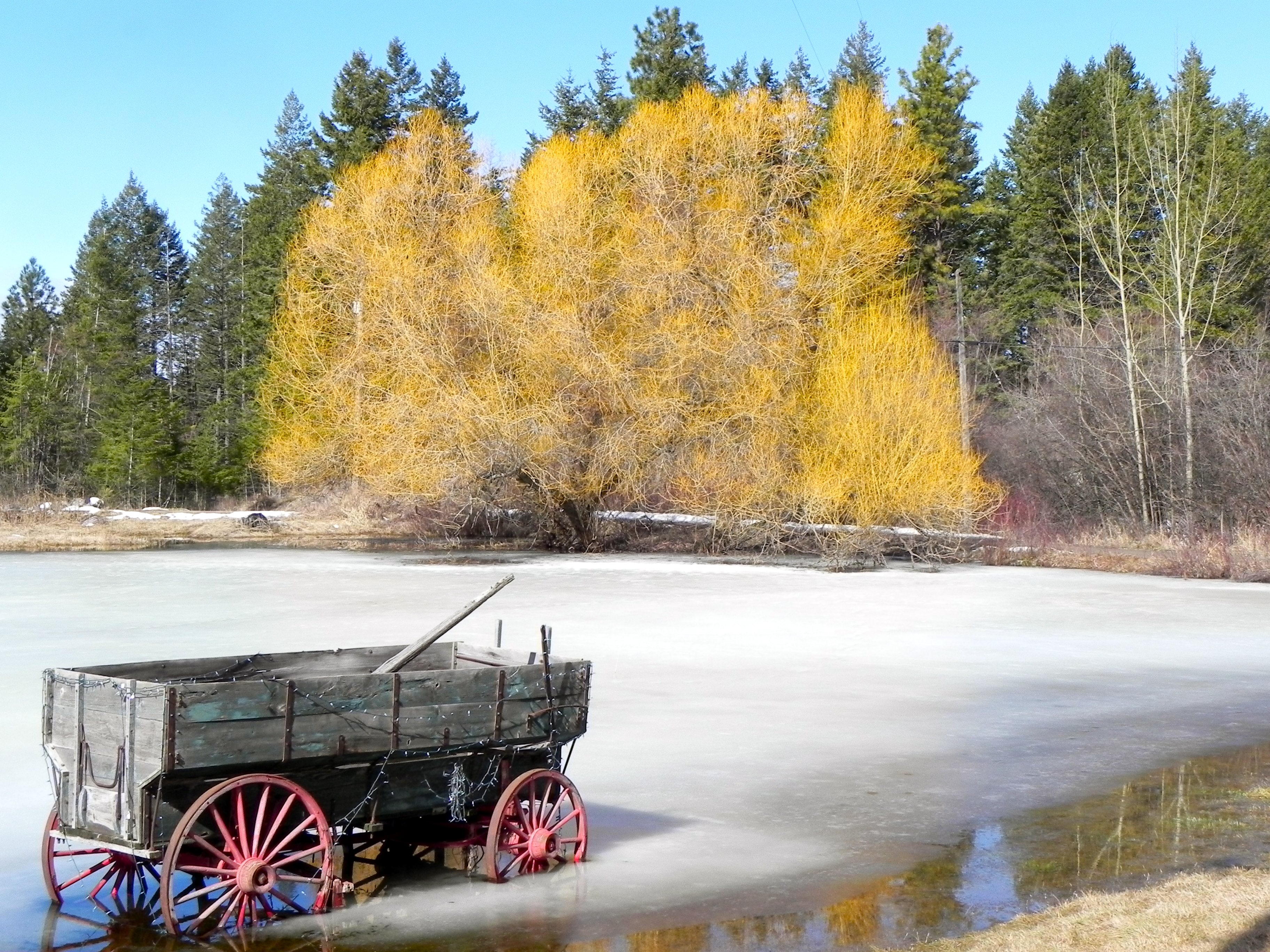 Winter colors in Bigfork