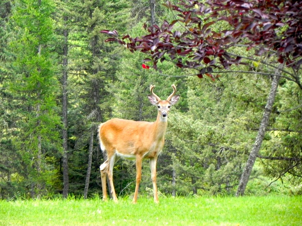 Wild life in natural setting