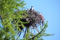 Our resident Osprey Eagle nest and mascot