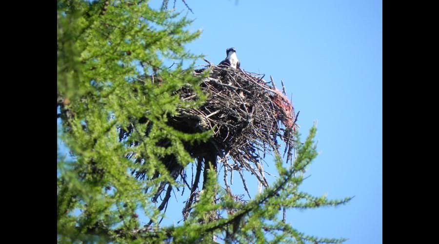 Our resident Osprey Eagle nest and mascot