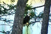 Enjoy a frequent eagle visit and fly by 