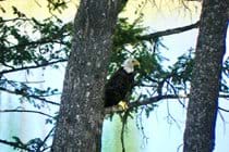 Enjoy a frequent eagle visit and fly by