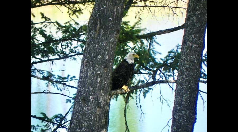 Enjoy a frequent eagle visit and fly by