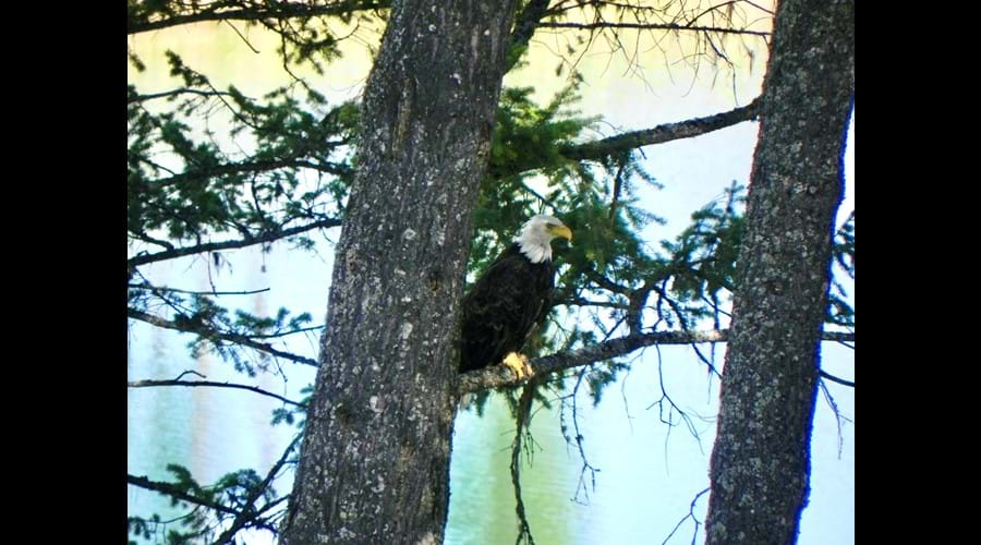 Enjoy a frequent eagle visit and fly by 