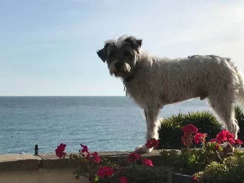 Derek patrolling the perimeter wall and enjoying the sea view