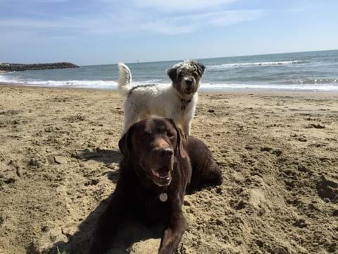 Happy dogs on the beach