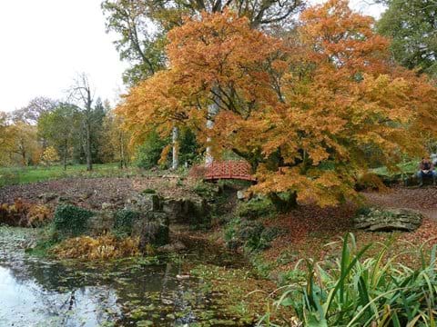 Acers in November, Batsford Arboretum