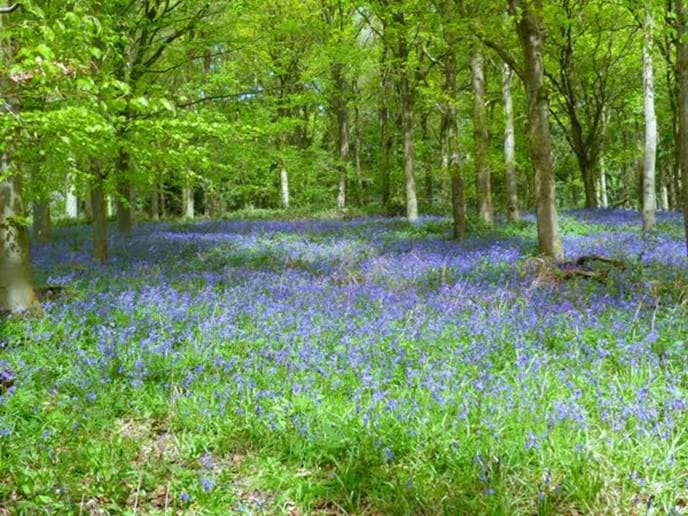 A little further away near Shipston on Stour, you can walk through this lovely bluebell wood