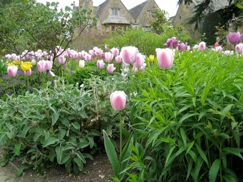 Tulip time at Hidcote