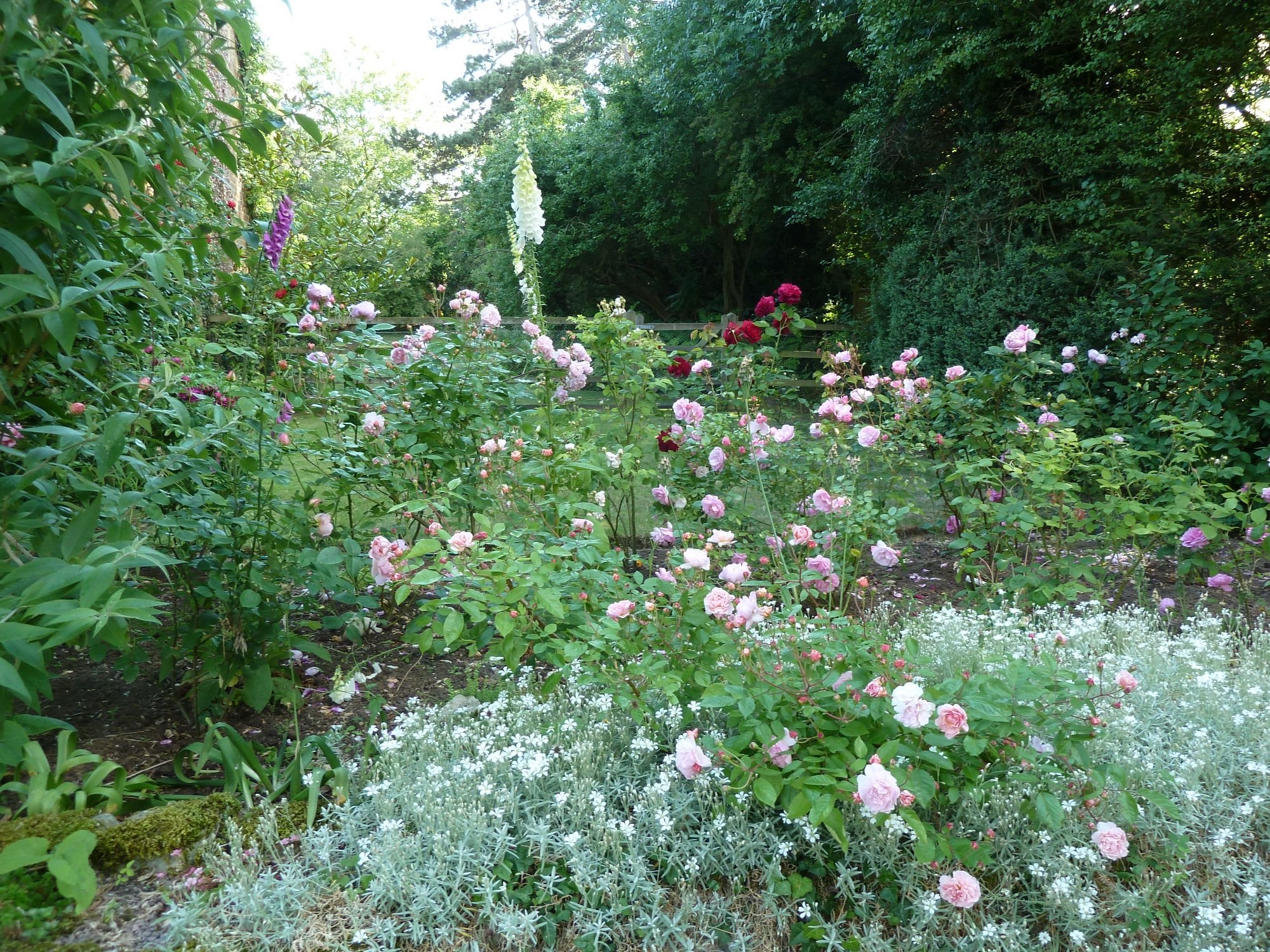 Summer roses at the entrance gate