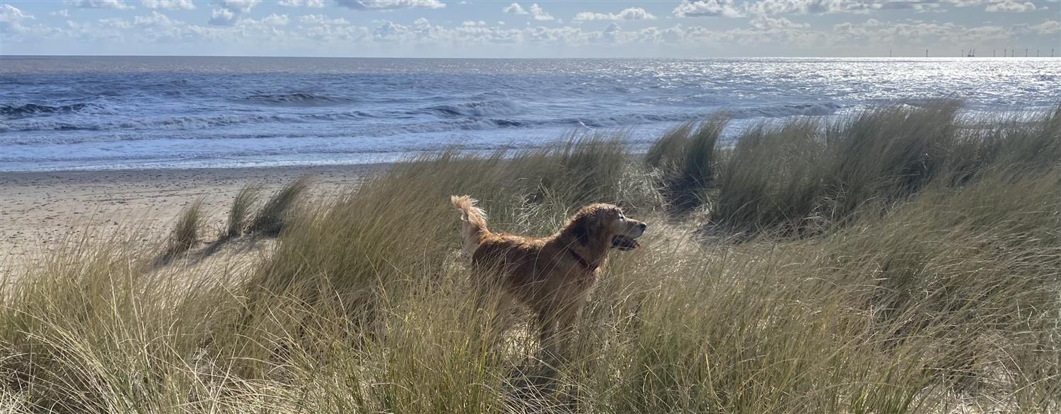 Luxury coastal cottages dog sales friendly