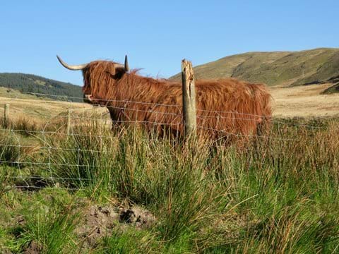 Near Nant y Moch at the base of Pumlumon you will often see these handsome cattle 