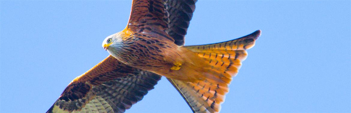 Holiday Cottages In Mid Wales Between Cardigan Bay And The