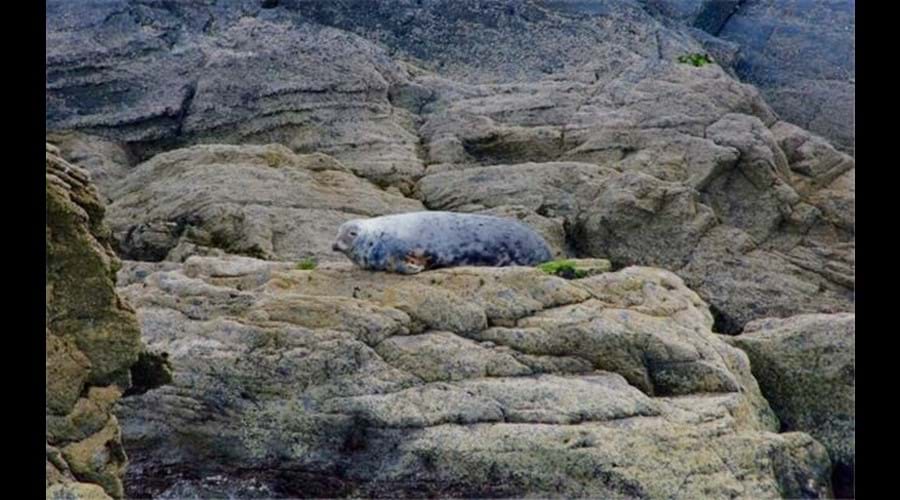 Grey seal - Cardigan Bay